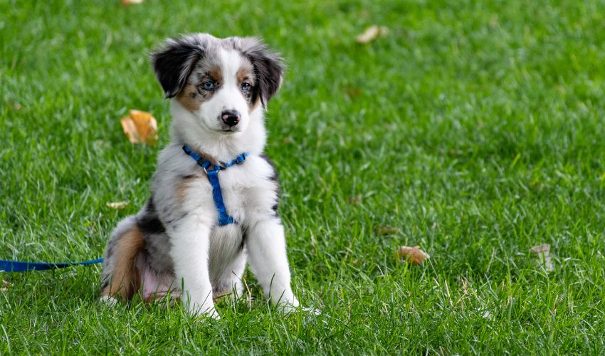 Ultimate Guide to Training Your Bearded Collie: Obedience and Socialization Tips